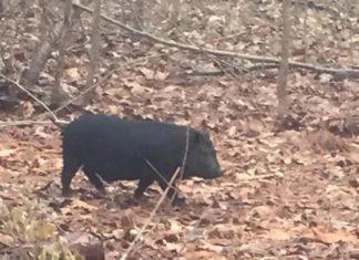 Sir Bacon of Burg Goes Hog Wild