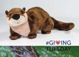 Historic Jamestowne wants you to Give Locally Otley the Otter Historic Jamestowne Giving Tuesday Williamsburg Virginia
