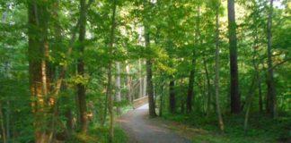 Williamsburg Virginia Powhatan Creek Trail 2