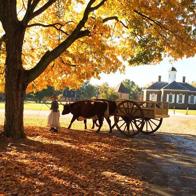 williamsburgvisitor_fall_colors_colonial_williamsburgVA