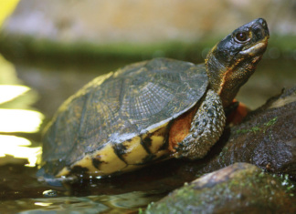 Turtle Time: Jamestown Island loop to close for vehicle traffic on certain dates williamsburg virginia turtles cause jamestown loop to close
