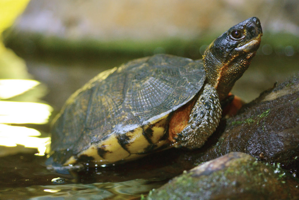 williamsburg virginia turtles cause jamestown loop to close