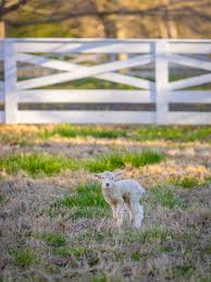 williamsburg virginia spring returns baby lambs1