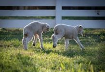 Mother’s Day Colonial Williamsburg: Shields Tavern williamsburg virginia spring returns baby lambs2