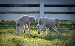 Mother’s Day Colonial Williamsburg: Shields Tavern williamsburg virginia spring returns baby lambs2