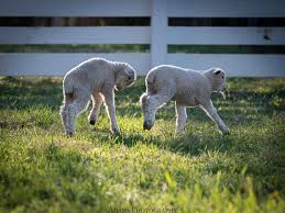Mother’s Day Colonial Williamsburg: Shields Tavern williamsburg virginia spring returns baby lambs2